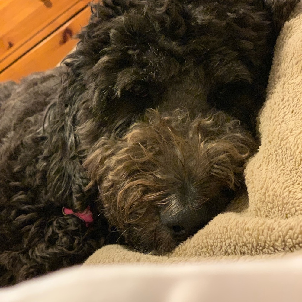 Meet your Posher, Laura